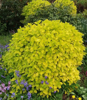 Philadelphus coronarius 'Aureus'